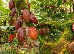 Image result for cacaotal