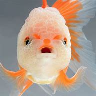 Image result for Goldfish Dank Face