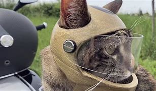 Image result for Cat Helmet Meme