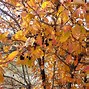 Image result for Adult Leaves