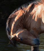 Image result for Horse Arched Neck