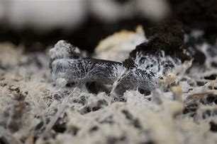 Mycelium 的图像结果