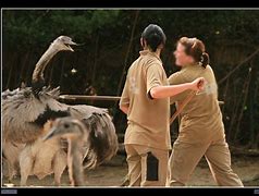 Image result for Zoo Keeper Mauled by Anteater