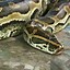 Image result for Big the Biggest Snake in the World