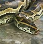 Image result for World Biggest Snake Anaconda Found in Africa