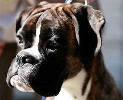 Image result for Boxer Dog Head