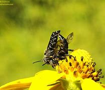 Image result for  Camgirl Rosemariexx aka Bees_N_Rosexx