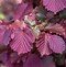 Image result for Purple Leaf Bush