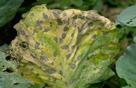 Image result for Leaf Blight Cauliflower Plants