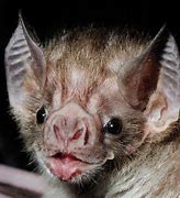 Image result for vampire bats animals