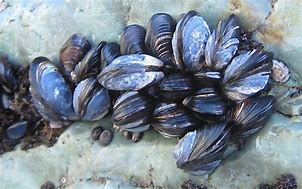 Image result for California Mussel