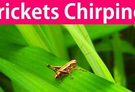 Image result for Cricket Chirping Sounds