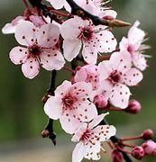 Image result for Flowering Plum Fruit