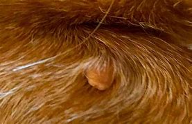 Image result for Infected Skin Tag On Dog