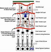 Image result for Retina Layers