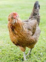 Image result for Ameraucana Chicken Breed