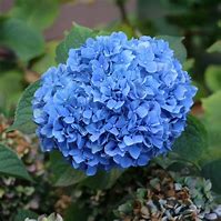 Image result for Hydrangea macr. Nikko Blue