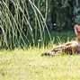 Image result for Old Fox Video