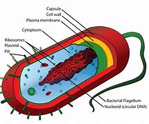 Image result for Animal Cell SVG