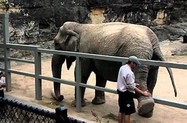 Image result for Elephant Zookeeper Descrption