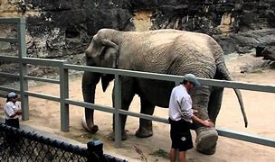 Image result for Zookeeper Elephant