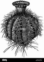 Image result for Barrel Cactus Roots