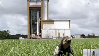 Image result for Sloth Appearance Rocket Launch