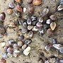 Image result for Purple Clams California