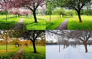 Image result for 4 Seasons in One Picture