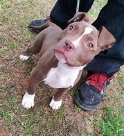 Image result for Red Nose Pit Bull Brown and White