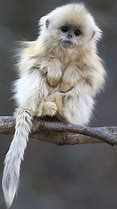 Image result for Monkey App Cute