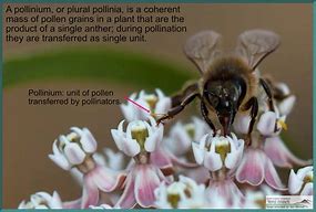 Image result for Milkweed Pollinators