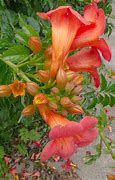 Image result for Campsis Grandiflora