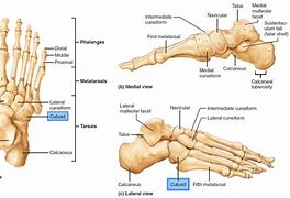Image result for Cuboid Bone Foot