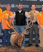 Image result for Largest Bull Elk On Record