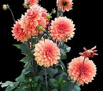 Image result for Chrysanthemum Floral Wallpaper