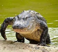 Image result for All Crocodile Species