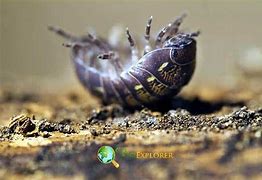 Image result for Rolly Polly Bugs Eat