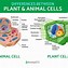 Image result for Difference Between Plants and Animals