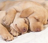 Image result for Puppy Hugs