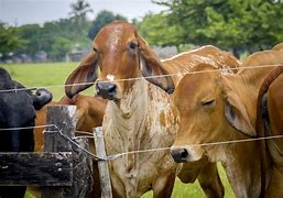 Image result for Brahman Cattle Herd