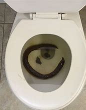 Image result for Poop Really Dark