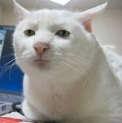 Image result for Smug White Cat Meme