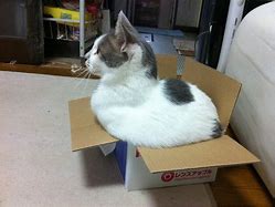 Image result for Fat Cat in a Box