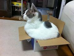 Image result for Fat Cat Box