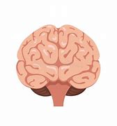 Image result for Human Brain Drawing Easy Art
