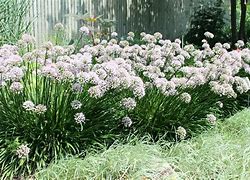 Image result for Allium Summer Beauty