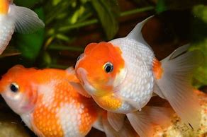 Image result for Pet Goldfish