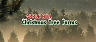 Image result for apple hill christmas tree