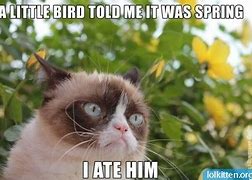 Image result for Spring Cat Meme